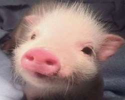 The star has adopted a piglet in his home who also appeared in his Instagram posts.